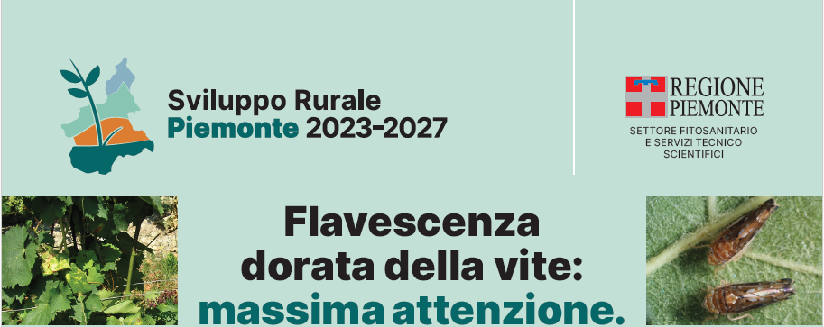 FLAVESCENZA DORATA